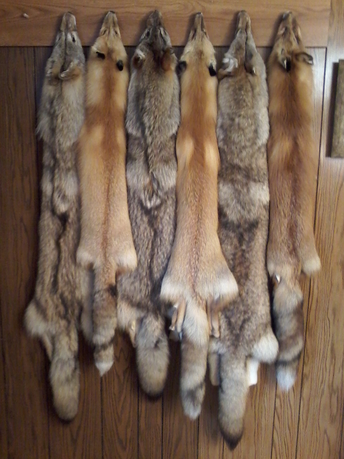 tanned fox and coyote pelts