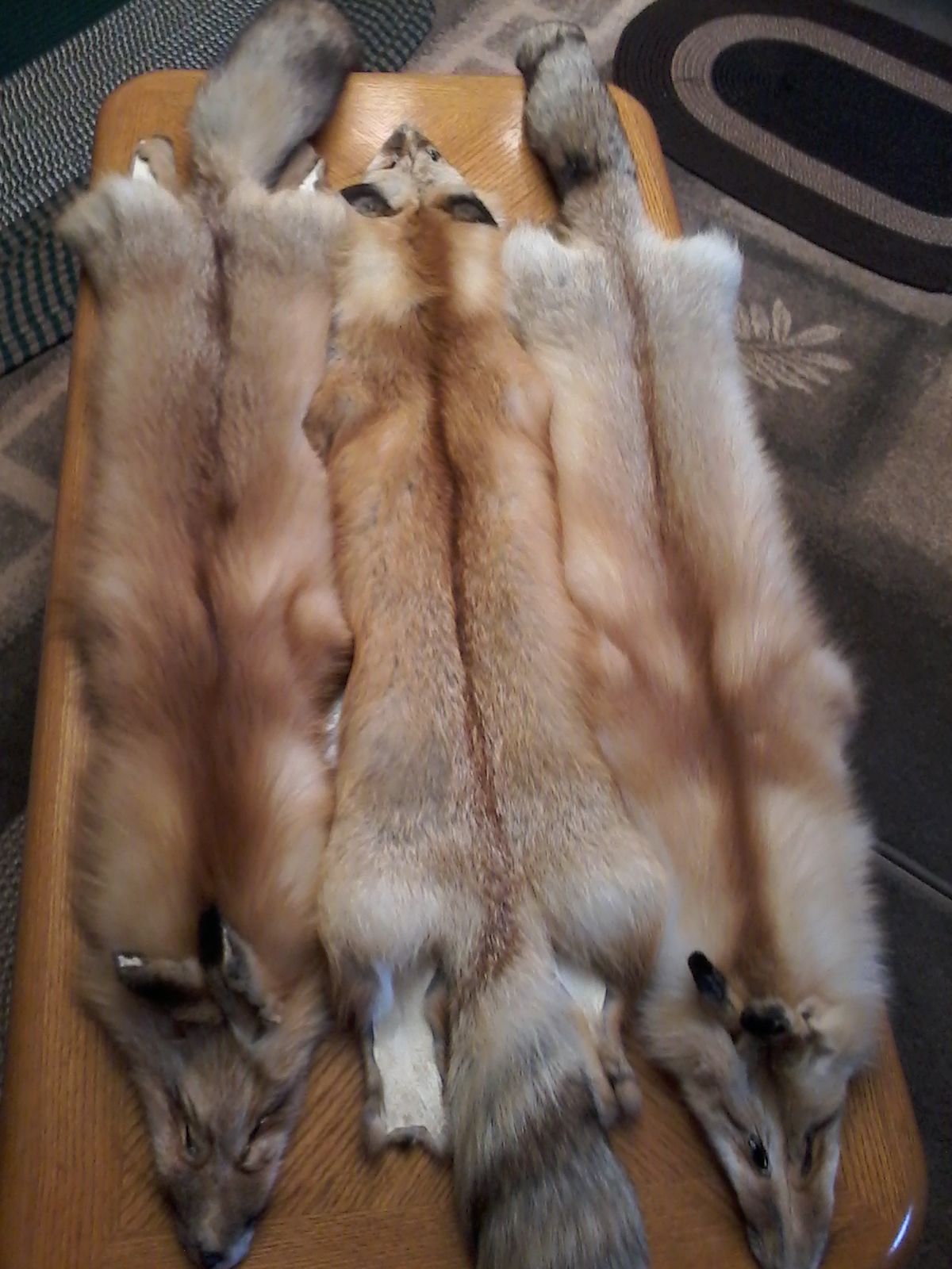 tanned red fox pelts