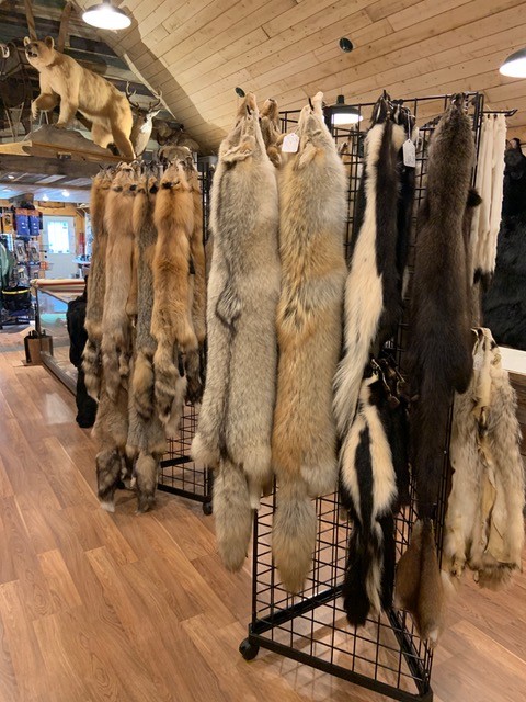 Tanned furs for sale at Dam Beaver Trapping Supplies, Rhein, SK