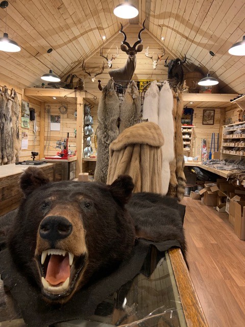 tanned bear hide and tanned furs at Dam Beaver Trapping Supplies, Rhein, SK