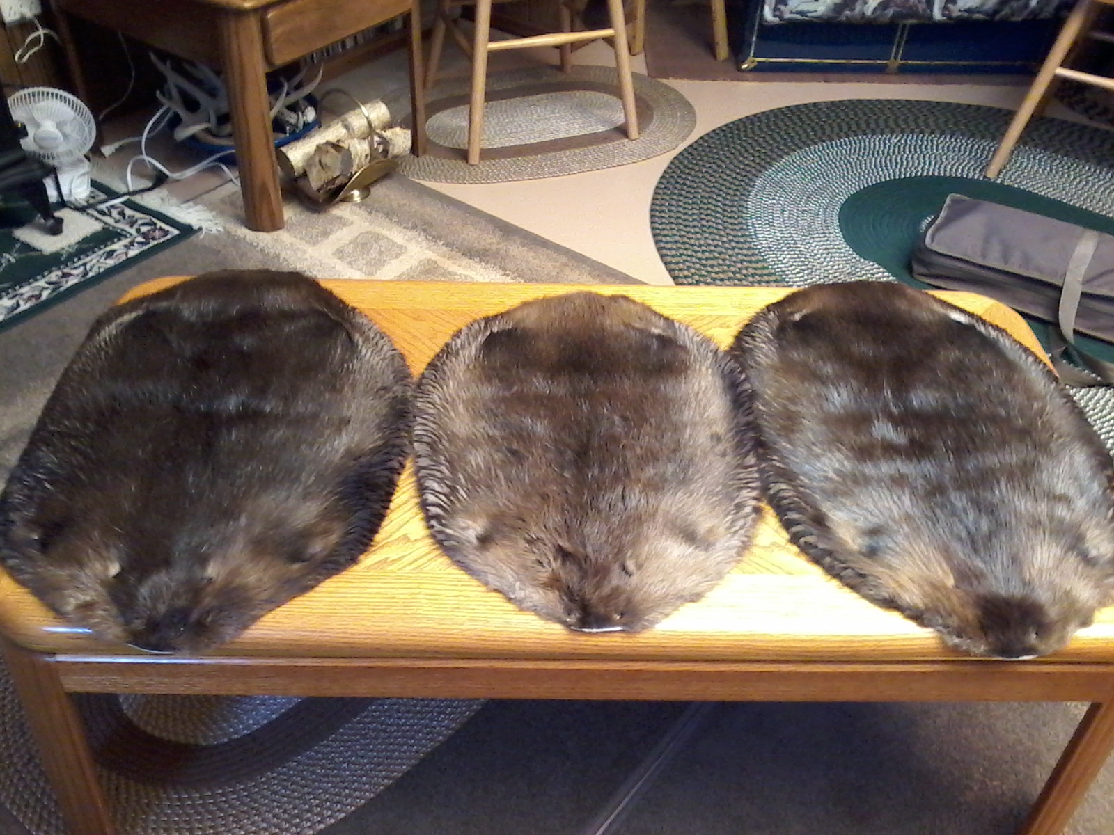 tanned beaver pelts
